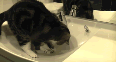 24 Cats That Really Love Sinks