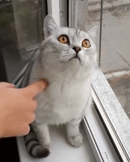 смешные животные, животные забыли, что они животные