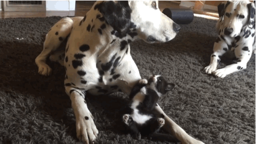 котёнок играет с двумя далматинцами 