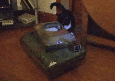 животные, коты, юмор