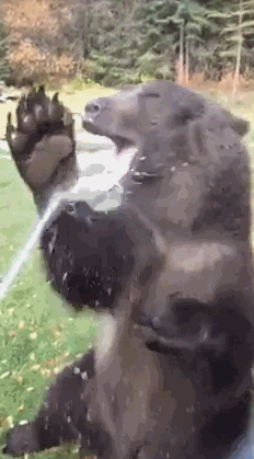 Гифки медведь. Медведь гиф. Смешные медвежата гиф. Гифы с медведями. Приколы с медведями гиф