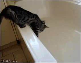 животные, коты, юмор