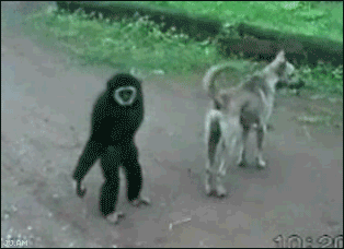 УК РФ, обязьяны