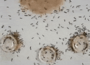 Черные огненные муравьи сделали сифон из песка