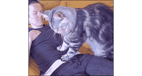 кошачье проявление любви
