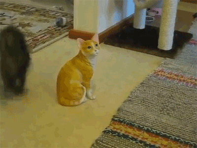 Кототерапия