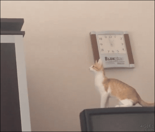 Котониндзя. Пушистики снова в бою!