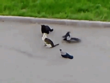 crows-tease-animals-peck-bite-tails-trolls-corvids-gif-7