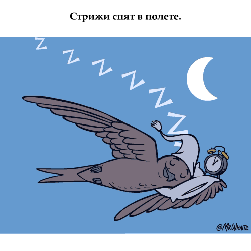 gifkah-zoologiya-zanimatelnaya-eto-interesno-poznavatelno-kartinki gifkah-zoologiya-zanimatelnaya-eto-interesno-poznavatelno-kartinki