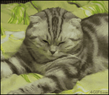 коши которым нужны выходные, кошки устали, кошки ждут выходных