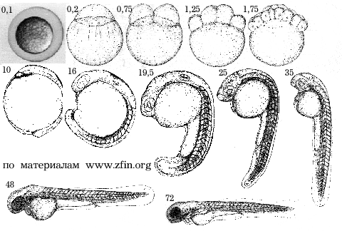 эмбриональное развитие данио рерио