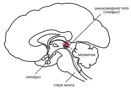 расположение шишковидного тела в головном мозге
