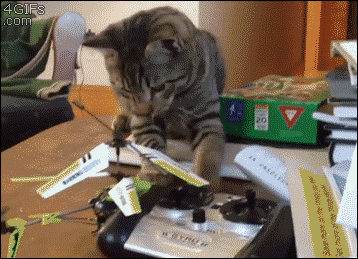 животные, коты, юмор