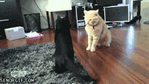 коши которым нужны выходные, кошки устали, кошки ждут выходных
