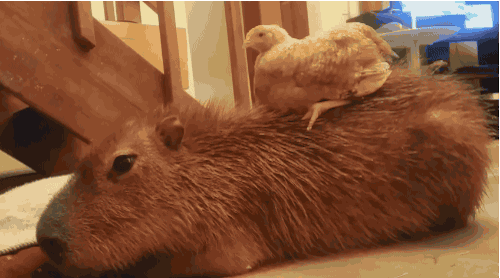 Все любят капибару
