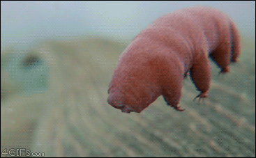 The tardigrade