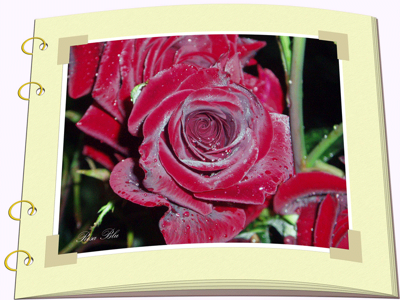 Анимационные махровые розы. Много цветов гиф. Открытки с меняющимся изображением. Видео меняющихся цветов