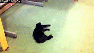 чёрный кот на хэллоуин 3
