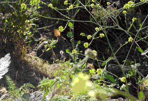 clip_image017
