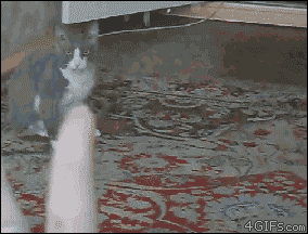Кототерапия