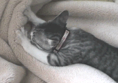 Когтеточка