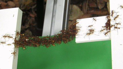 интересно, муравьи, познавательно