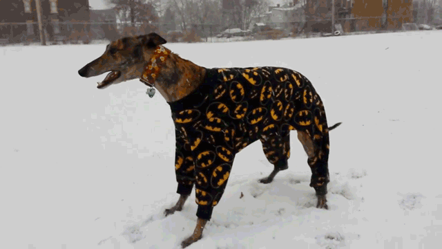 собака в пижаме 