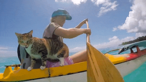 Кошка, спасенная из заброшенного дома, теперь путешествует вокруг света