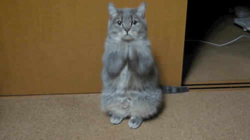 кошка худший сосед по комнате, худшие кошки в мире, кошки шкодничают