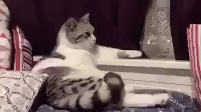 Эти гифки с животными сделают ваш день!