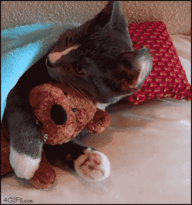 Gif