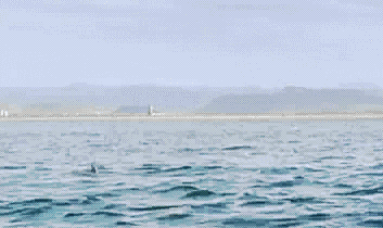 Почему гигантские скаты выпрыгивают из воды?