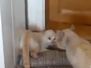 Котониндзя. Новая часть