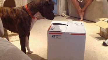 source: imgur.com Котониндзя. Пушистые воины