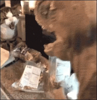 GIF-доказательство, что коты - чертовски весёлые ребята GIF коты юмор