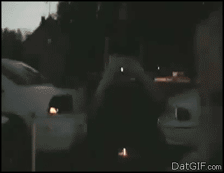 Возможные номинанты на премию Дарвина (30 гифок)