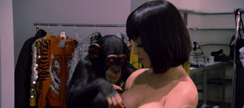 Даже приматы знают, как вести себя с девушками! 14 гифок, доказывающих это
