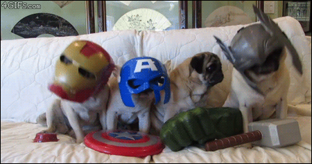 Pugs01 Pugs01 Веселые мопсы мастера маскировки