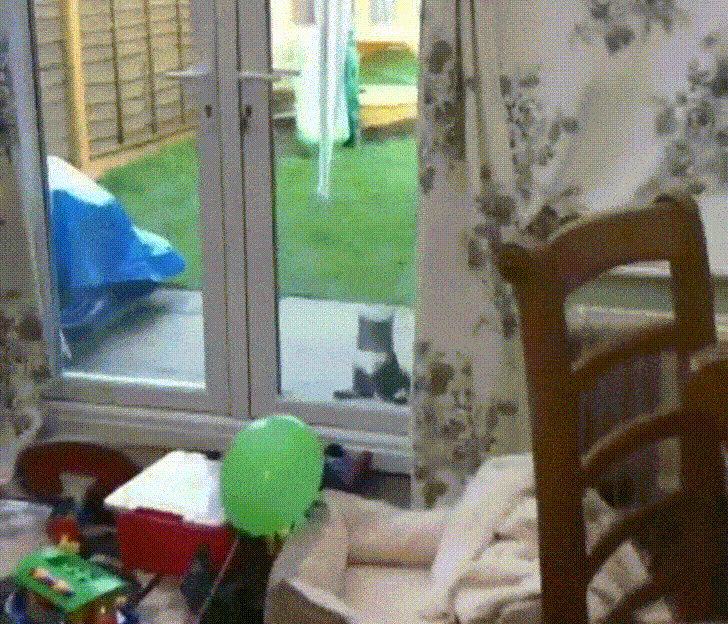 20+ правдивых фото, которые демонстрируют всю суть жизни с котом