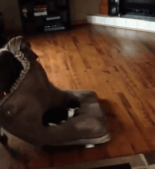 cats-stealing-dog-beds-2-57e22ce0a4ecf__700