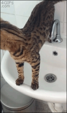 Кототерапия. Огромная порция позитива!