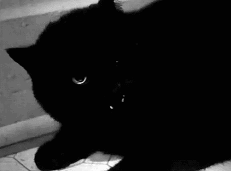 Фото Оскал черного кота