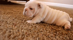 TiniestPuppies19 Мимимишность дня — 30 фото щенков, которые сделают ваш день счастливей