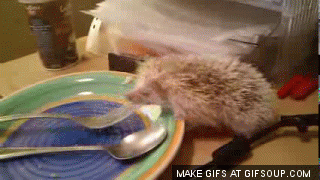 17 причин полюбить Ежа животные, позитив, милота